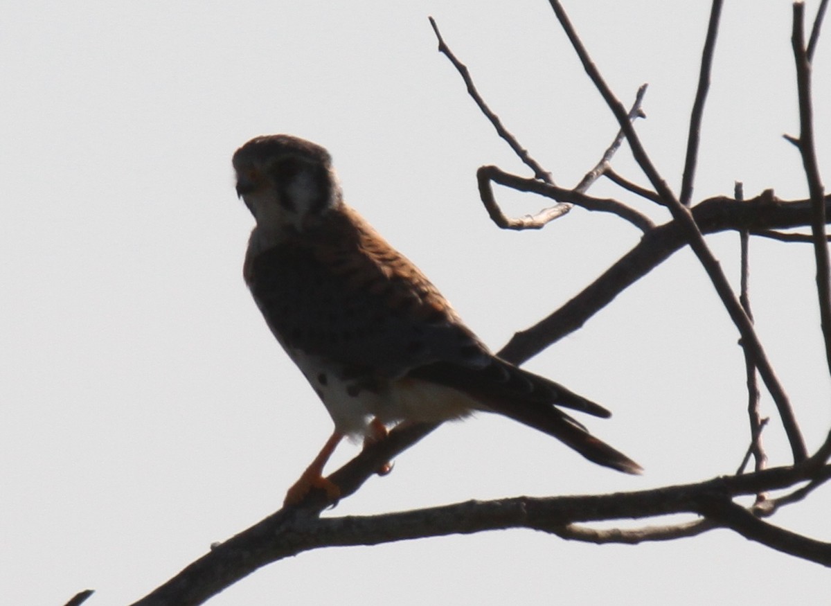 American Kestrel - ML21324161