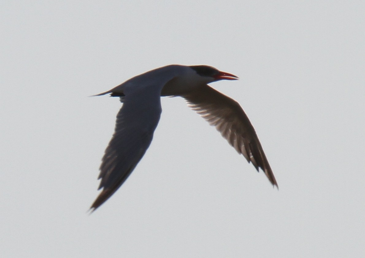 Caspian Tern - ML21324171