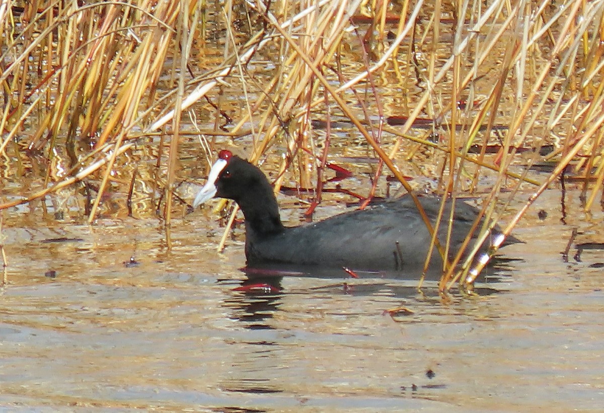 Red-knobbed Coot - Carlos Antón