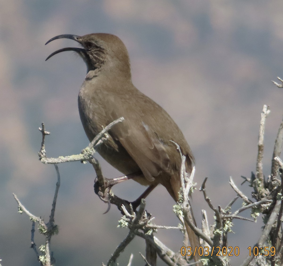 California Thrasher - ML213245001