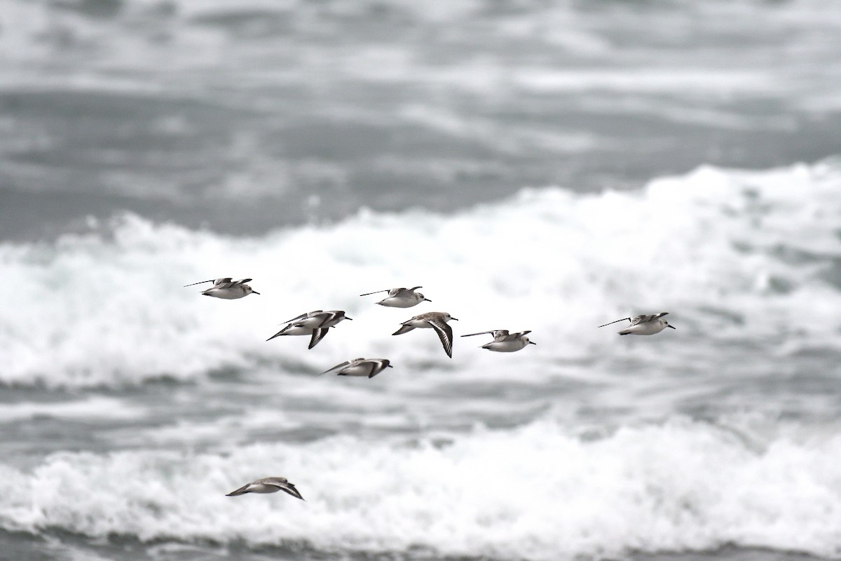 Sanderling - ML213245041