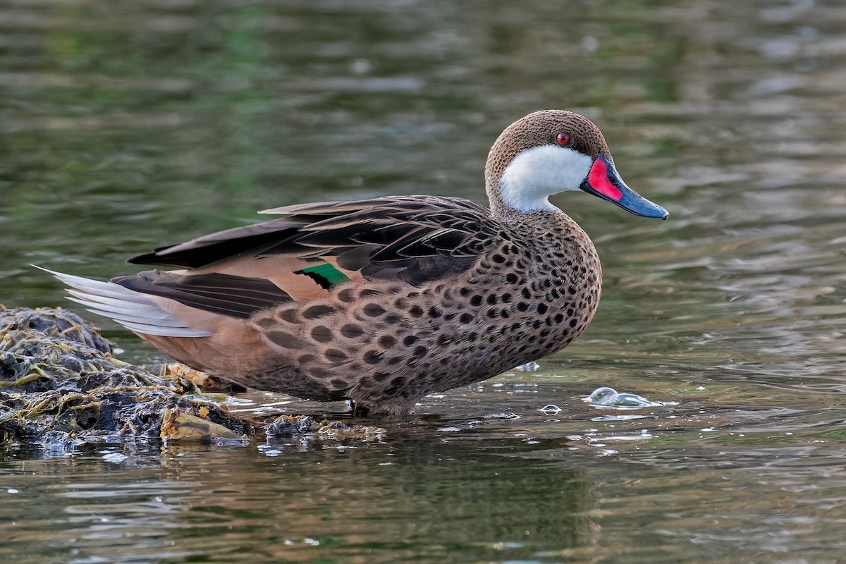 White-cheeked Pintail - ML213246151