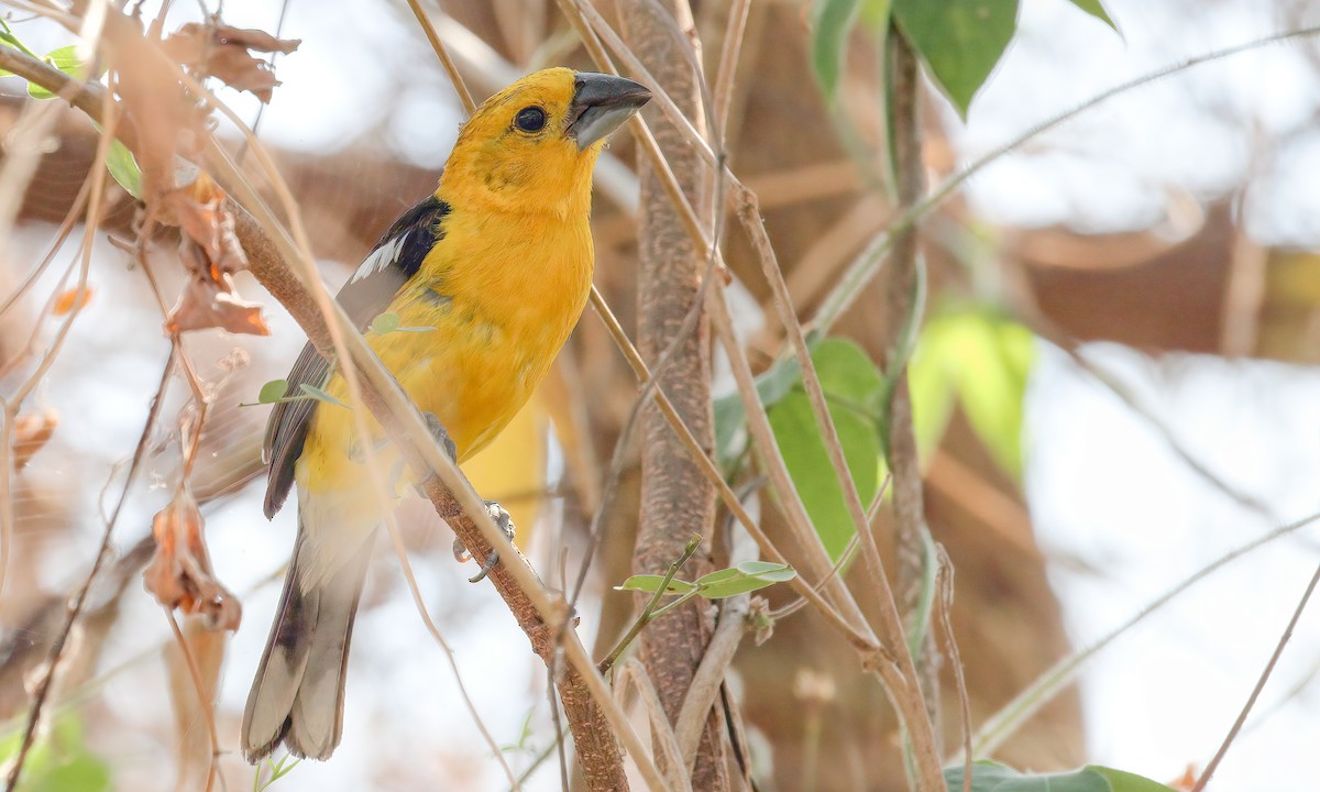 Golden Grosbeak - ML213246231