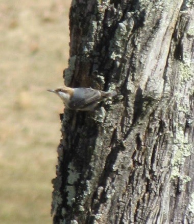 Brown-headed Nuthatch - ML213247521