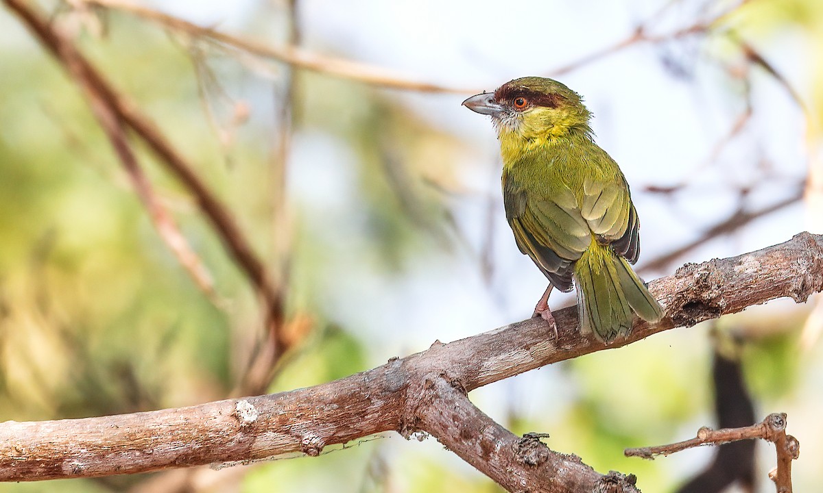 Rufous-browed Peppershrike - ML213247681