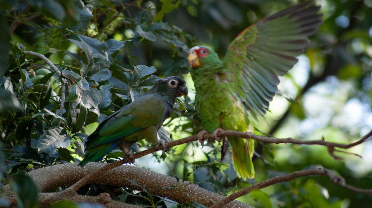 Scaly-headed Parrot - ML213248181