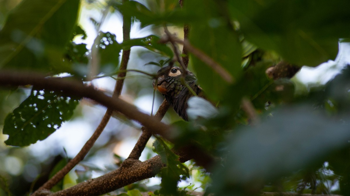 Scaly-headed Parrot - ML213248191