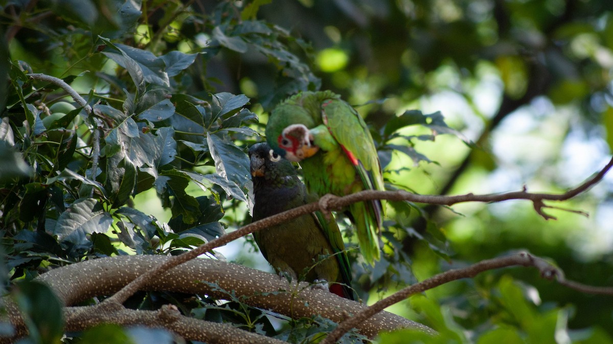 Scaly-headed Parrot - ML213248201