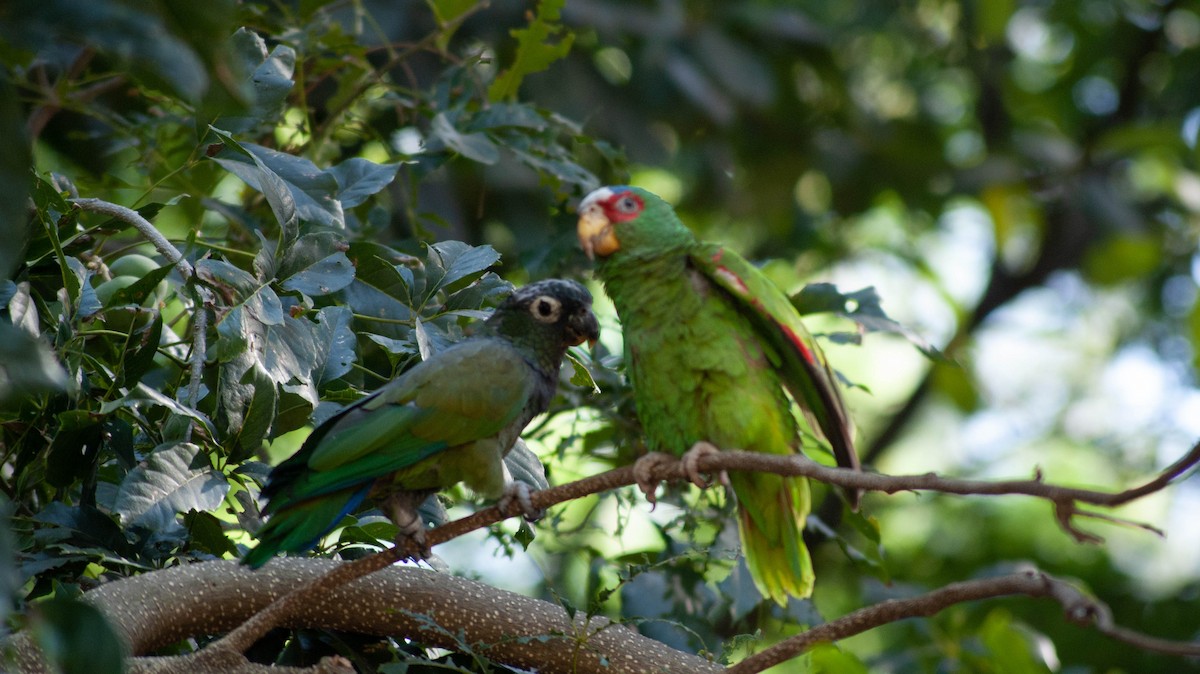 Scaly-headed Parrot - ML213248211