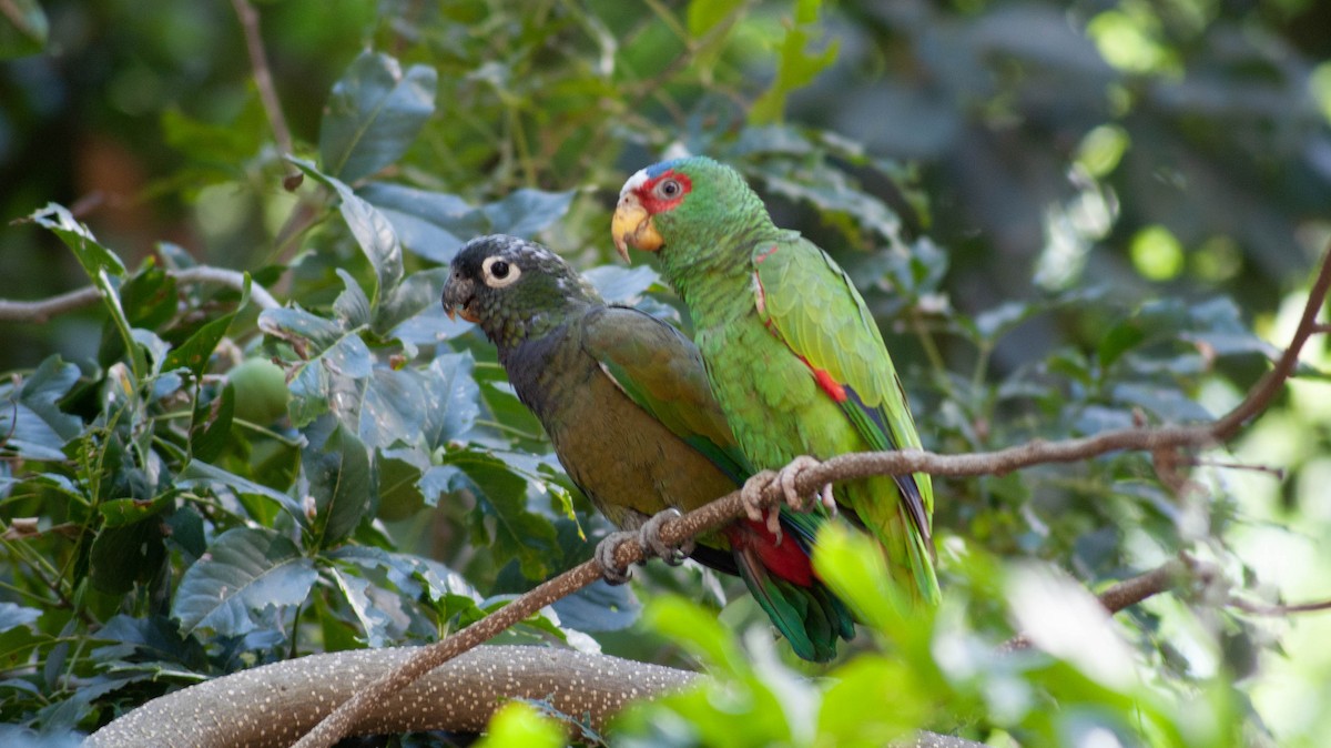 Scaly-headed Parrot - ML213248221