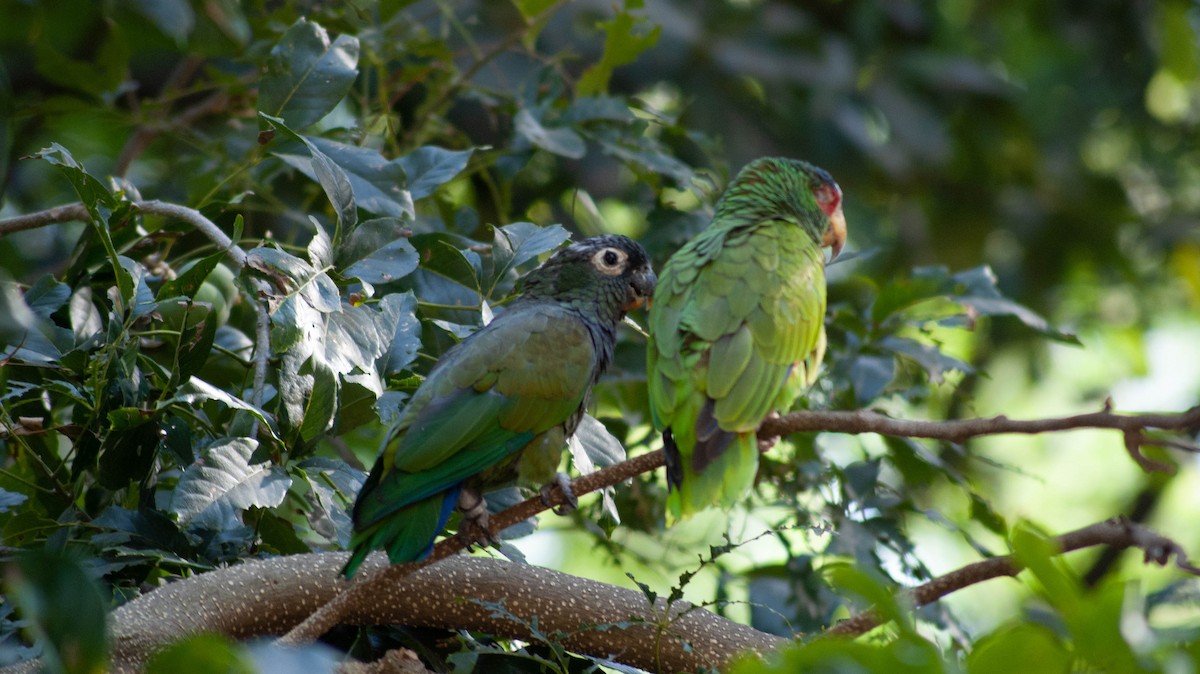 Scaly-headed Parrot - ML213248241