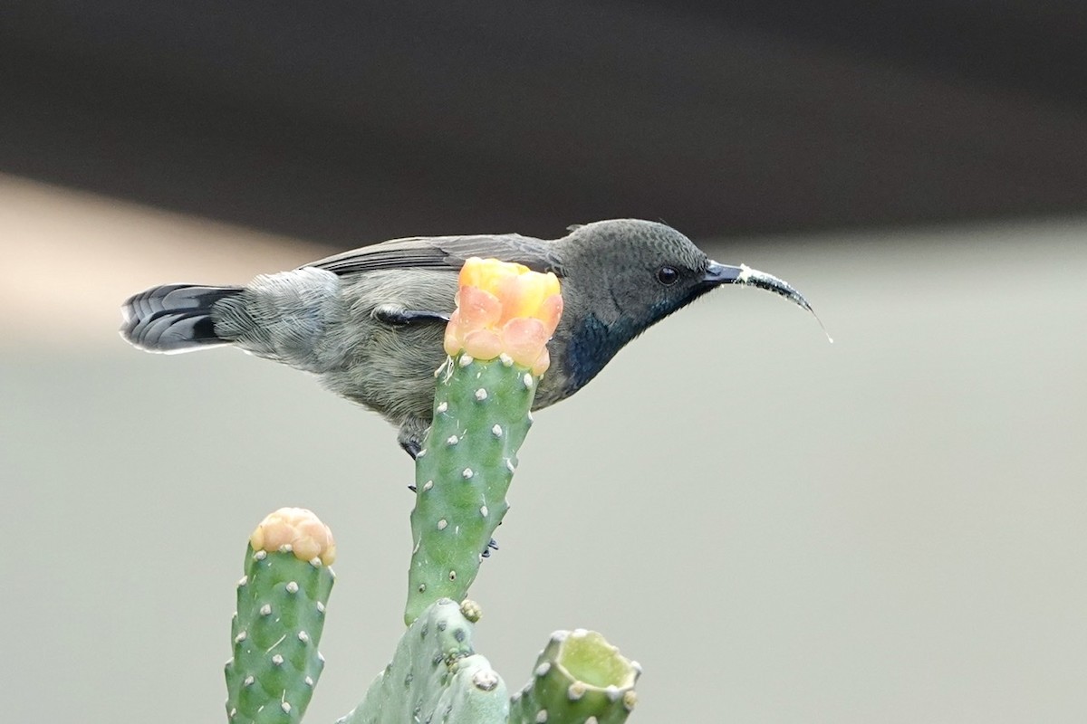 Seychelles Sunbird - ML213248251