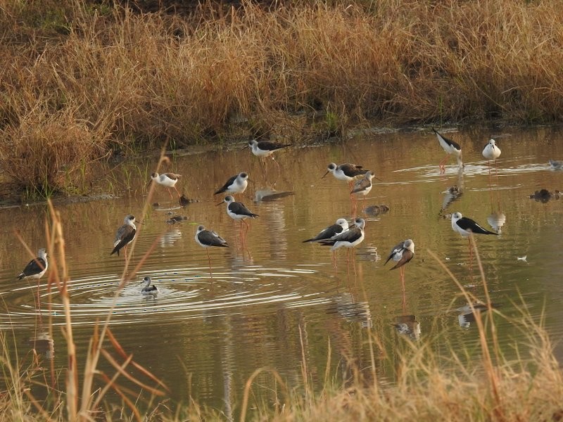 Black-winged Stilt - ML21324851