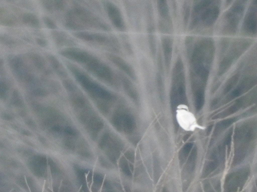 Northern Shrike - ML213248891