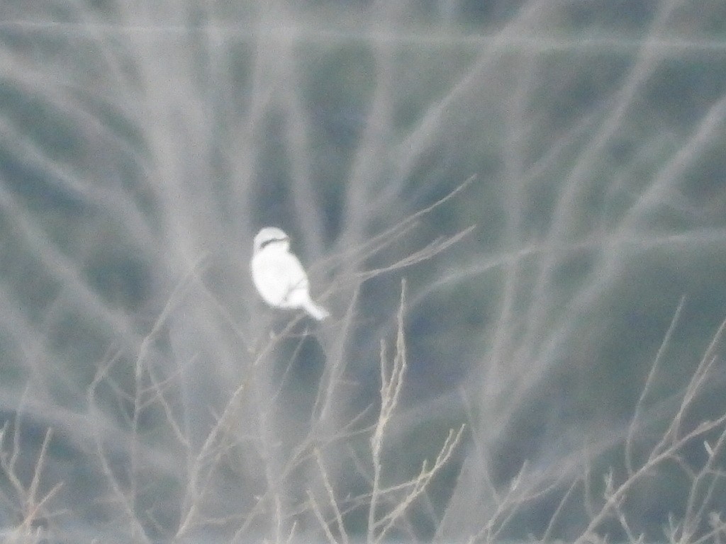 Northern Shrike - ML213248931