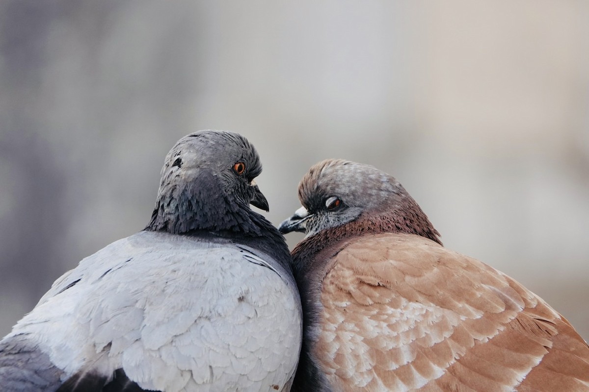 Rock Pigeon - ML213249611