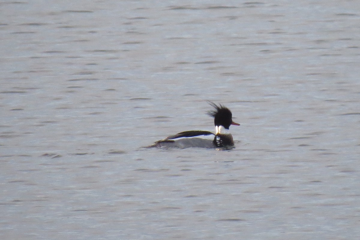 Red-breasted Merganser - ML213250641