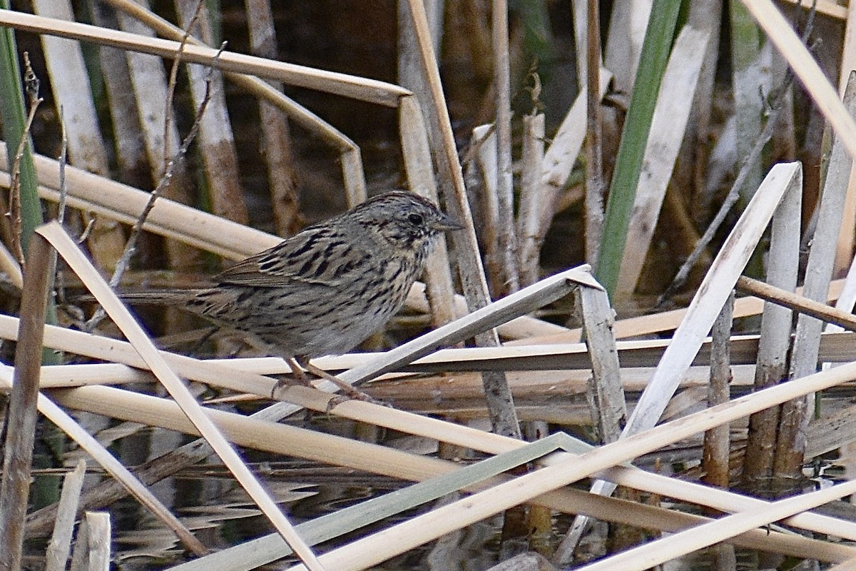 Lincoln's Sparrow - ML213252341