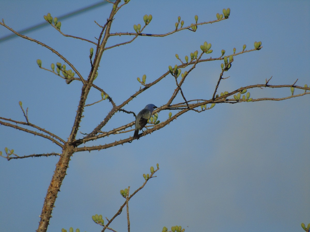 Yellow-winged Tanager - Anonymous