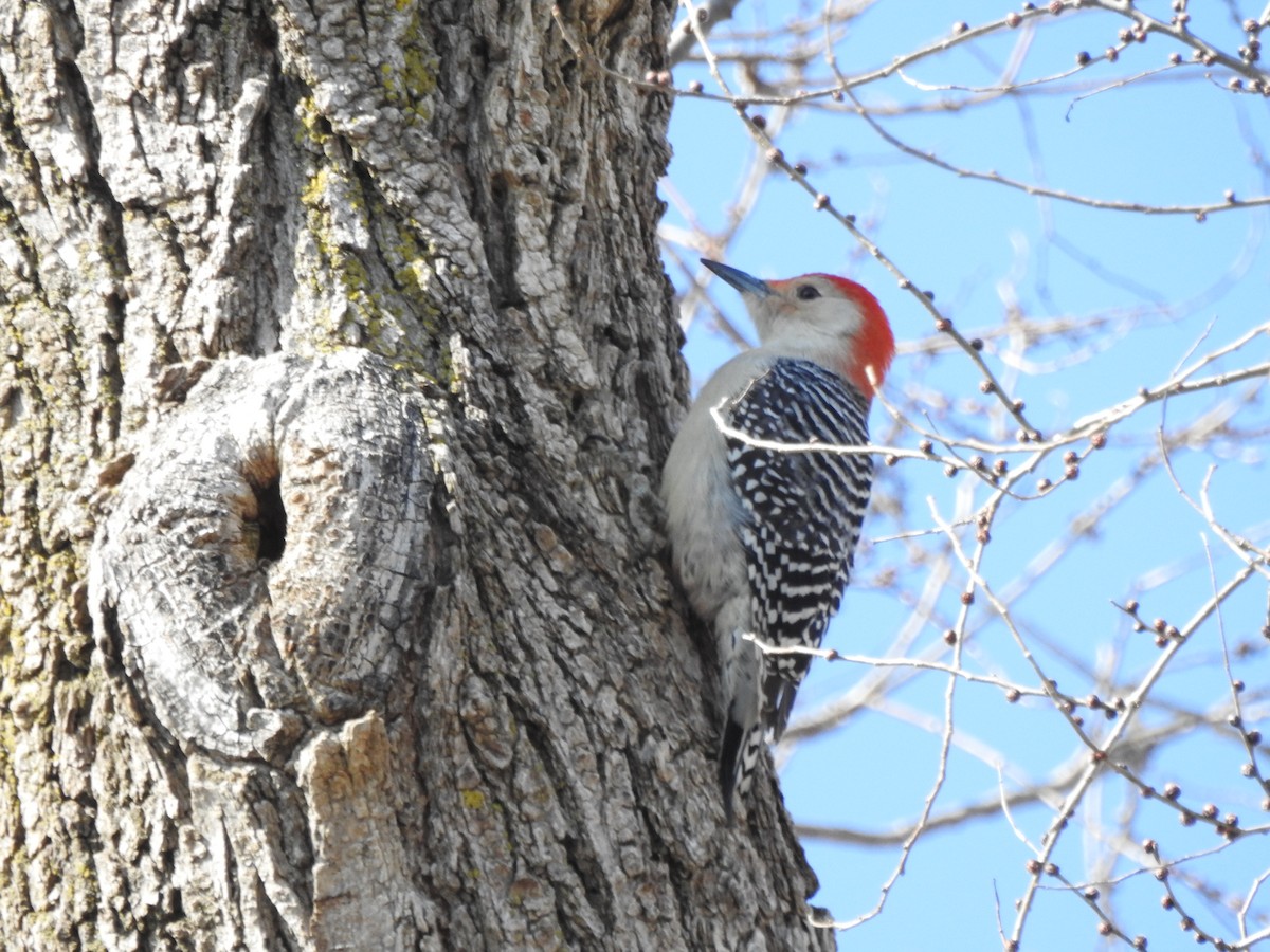 Red-bellied Woodpecker - ML213254671