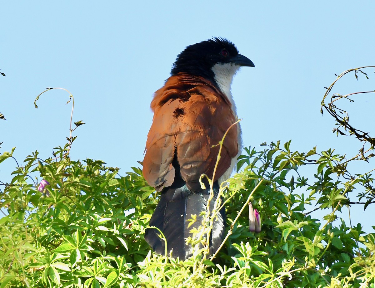 Blue-headed Coucal - Adam Dudley