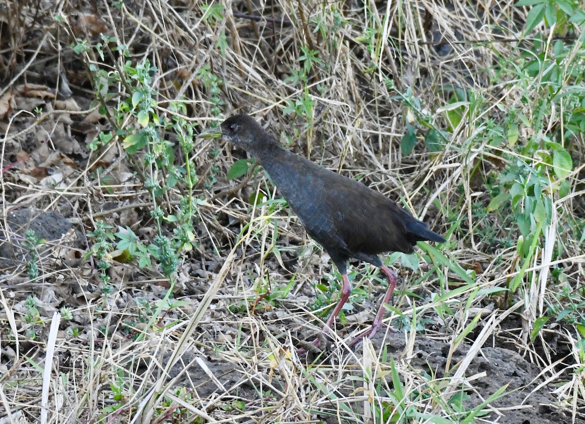 Black Crake - ML213254971