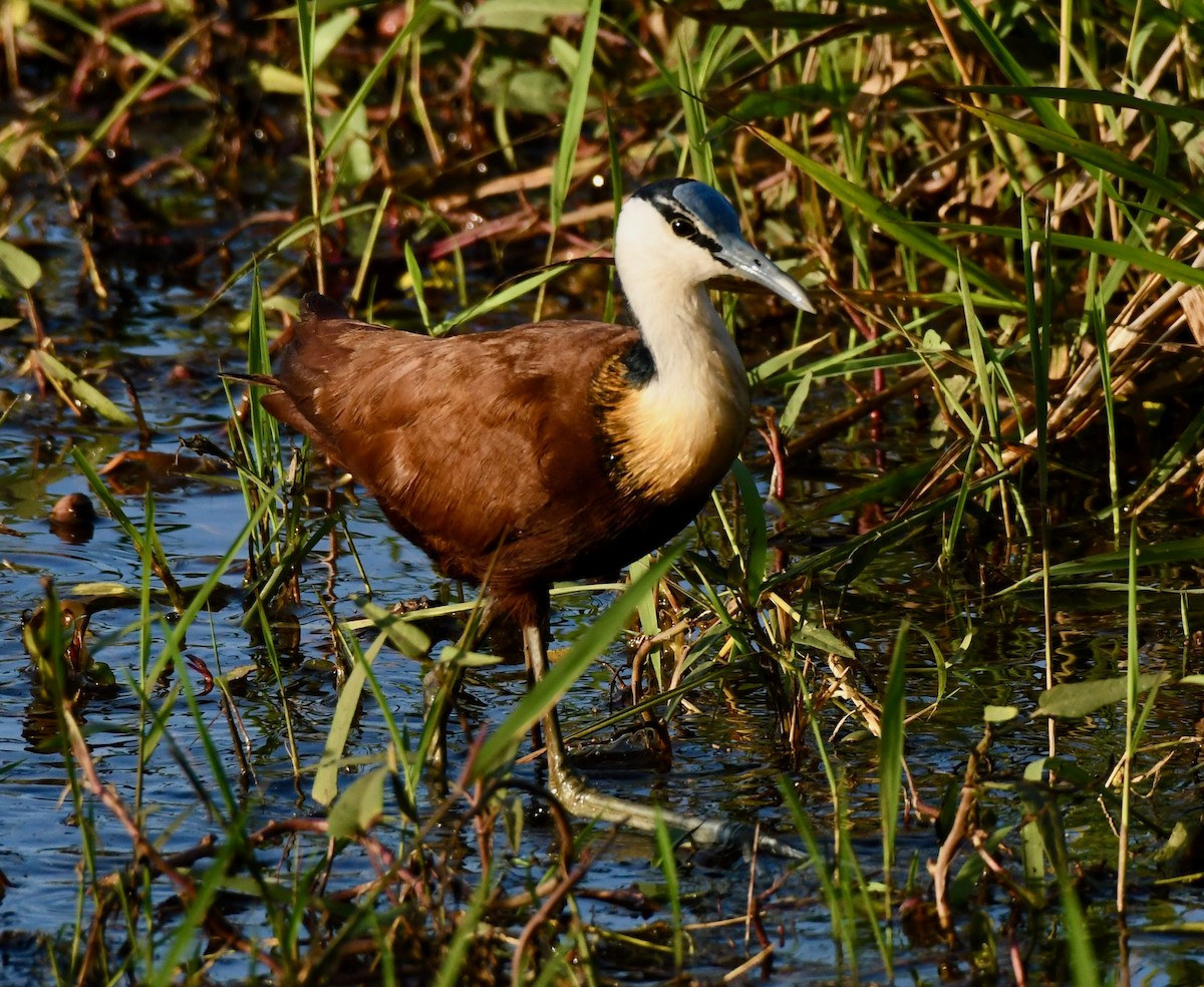 Jacana Africana - ML213254991