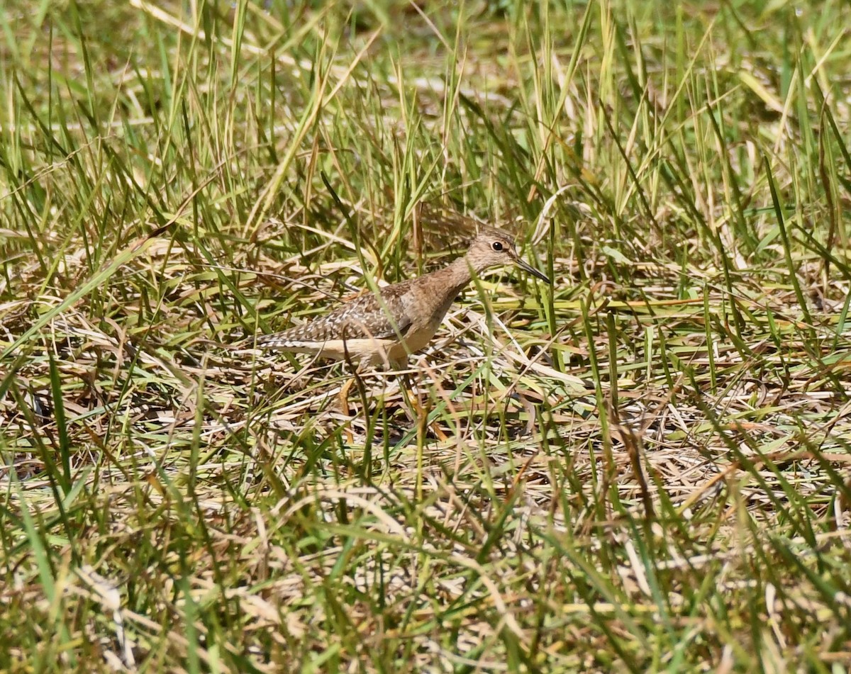 Wood Sandpiper - ML213255041