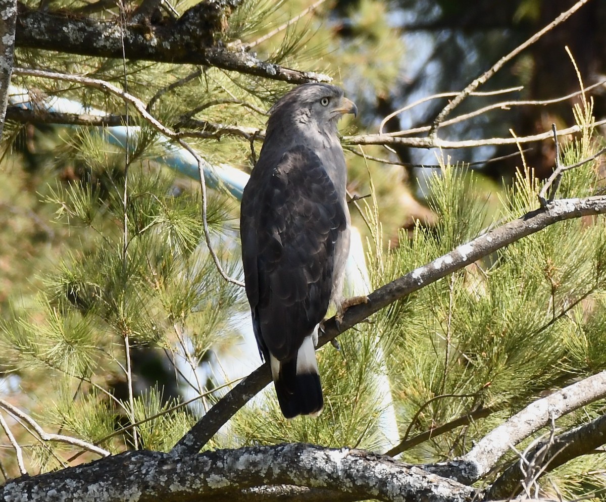 Banded Snake-Eagle - ML213255151