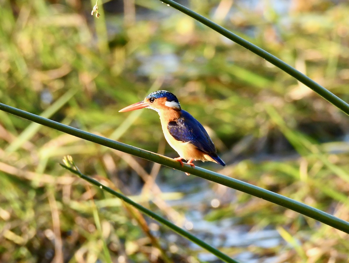 Malachite Kingfisher - ML213255211