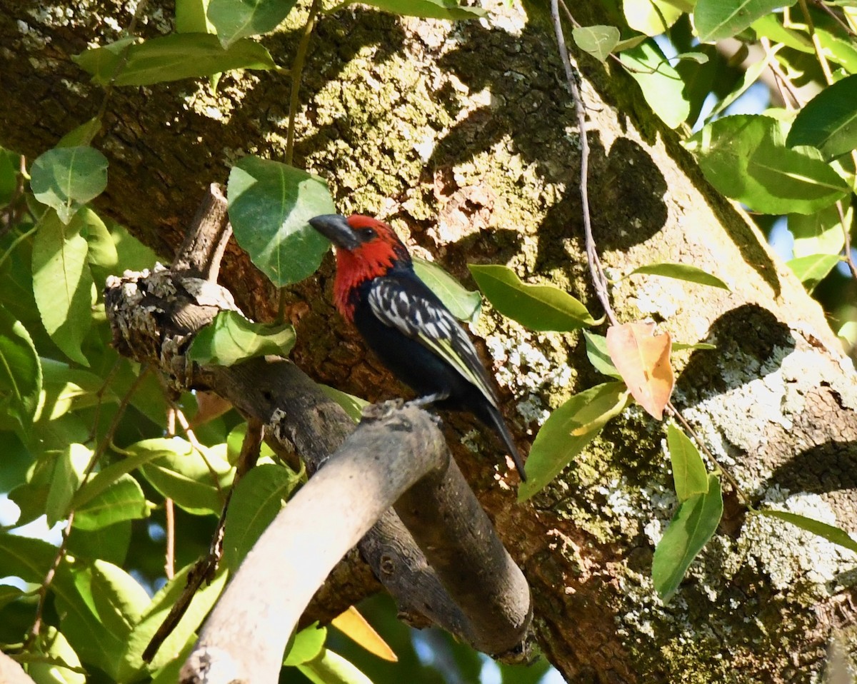 Black-billed Barbet - ML213255301