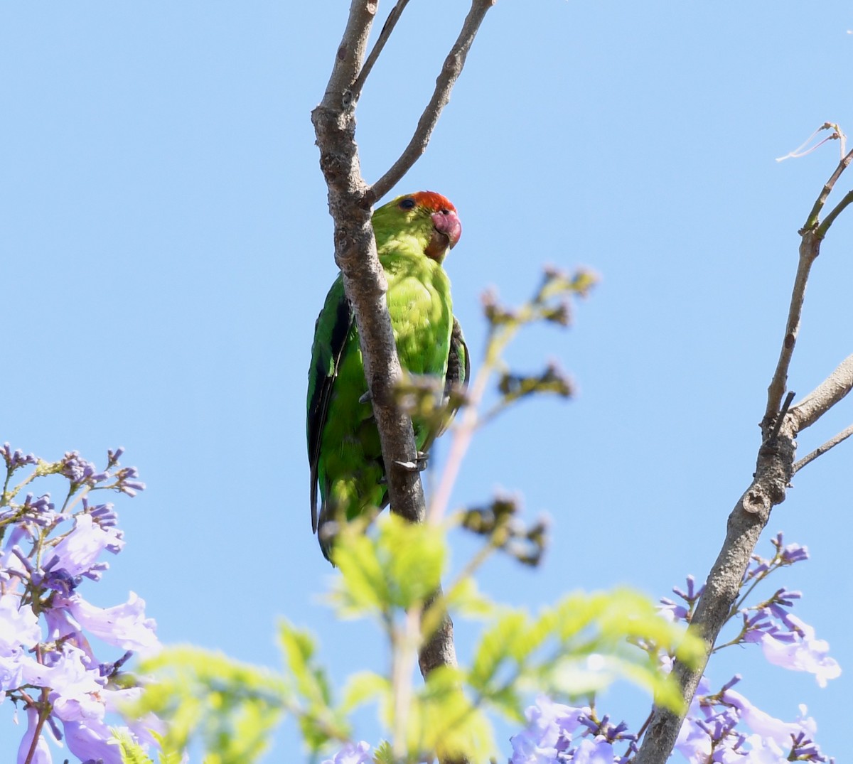 Black-winged Lovebird - ML213255351