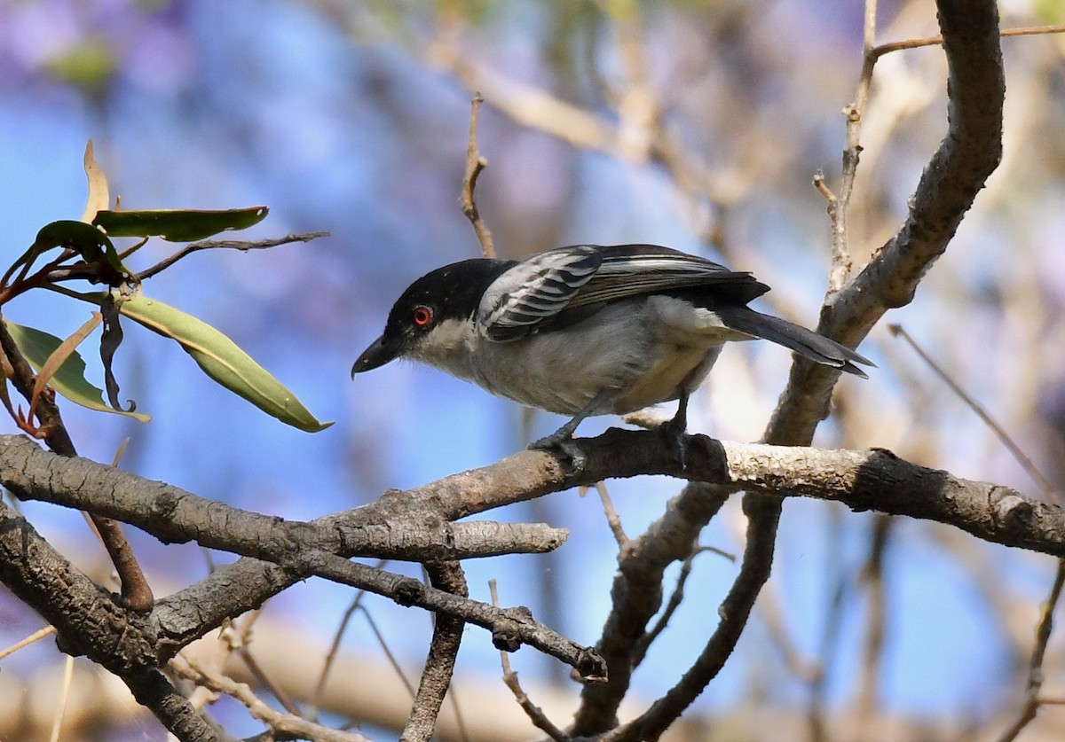 Northern Puffback - ML213255361