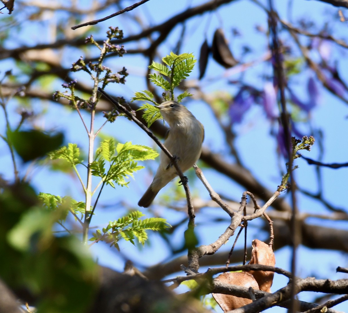 Common Chiffchaff - Adam Dudley