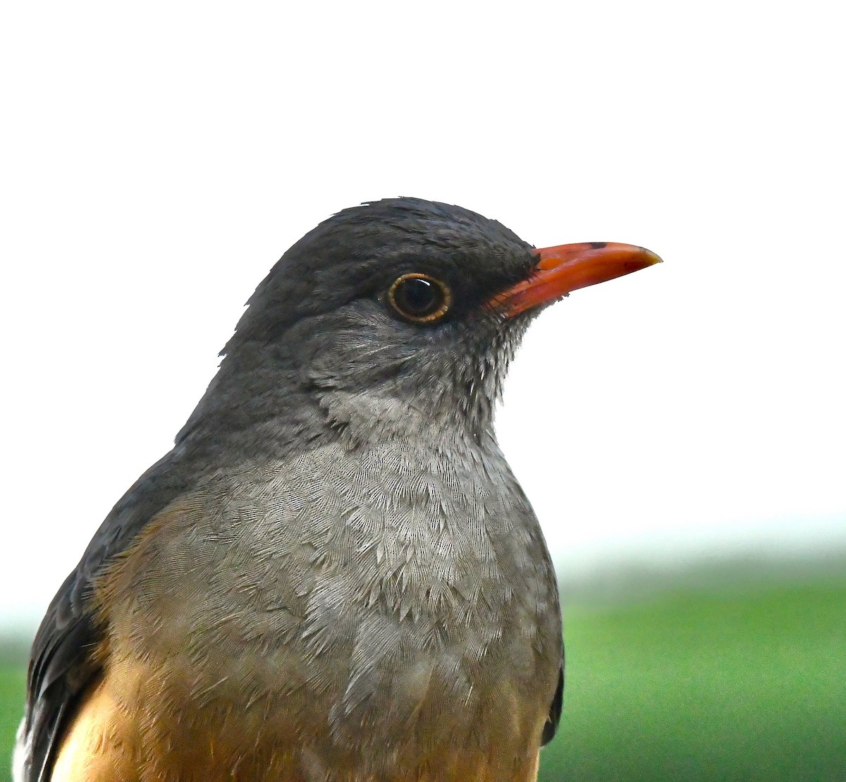 Abyssinian Thrush - ML213255601