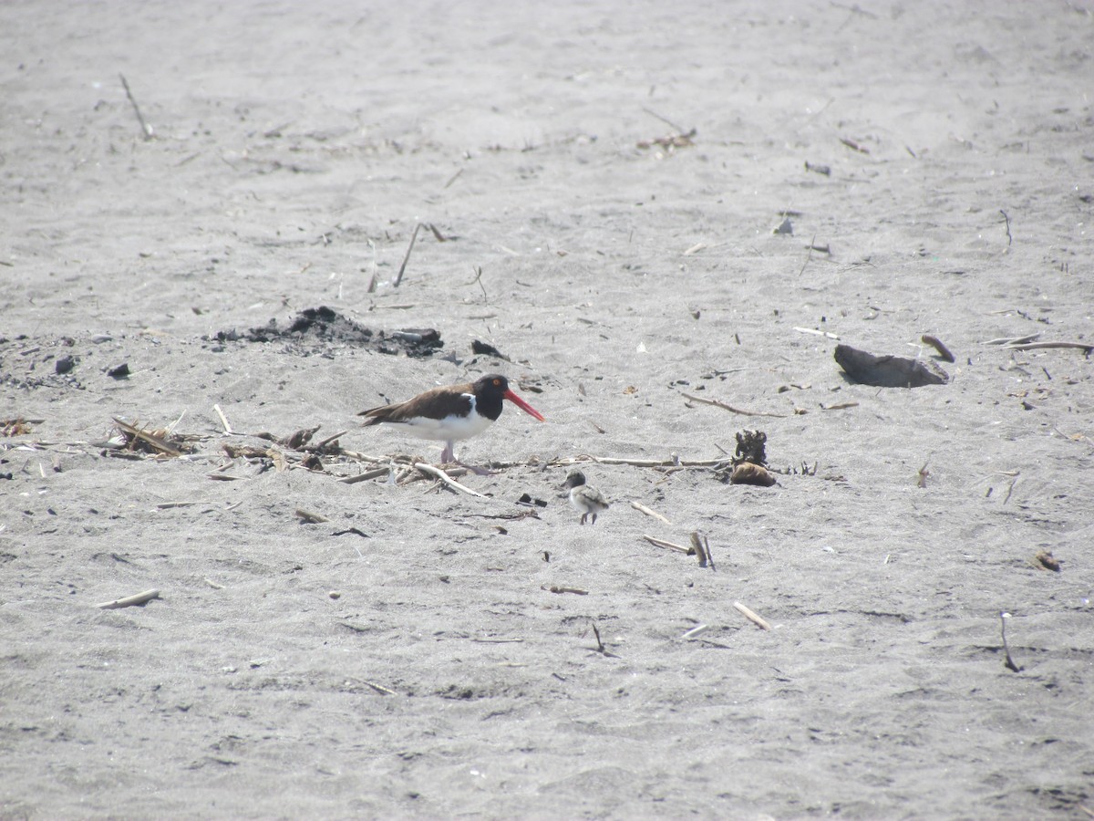 American Oystercatcher - ML213255651