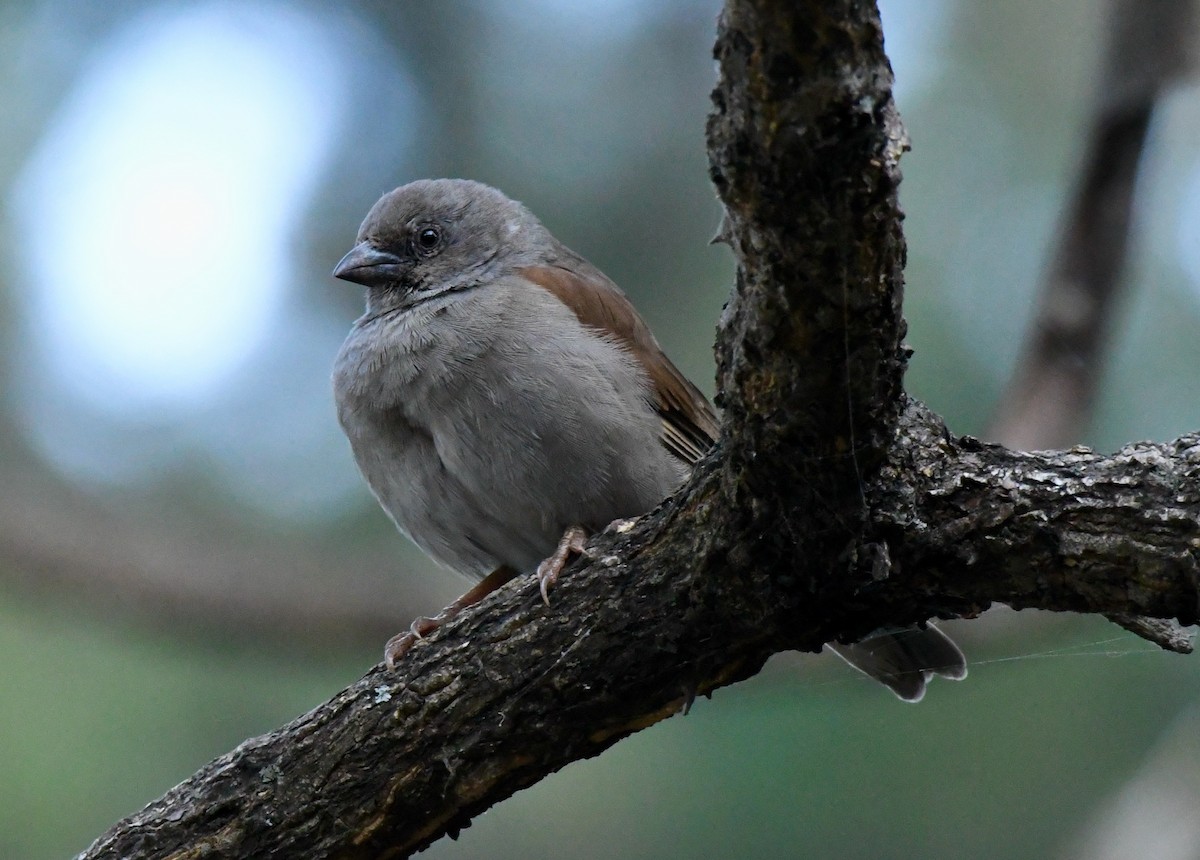 Swainson's Sparrow - ML213255701