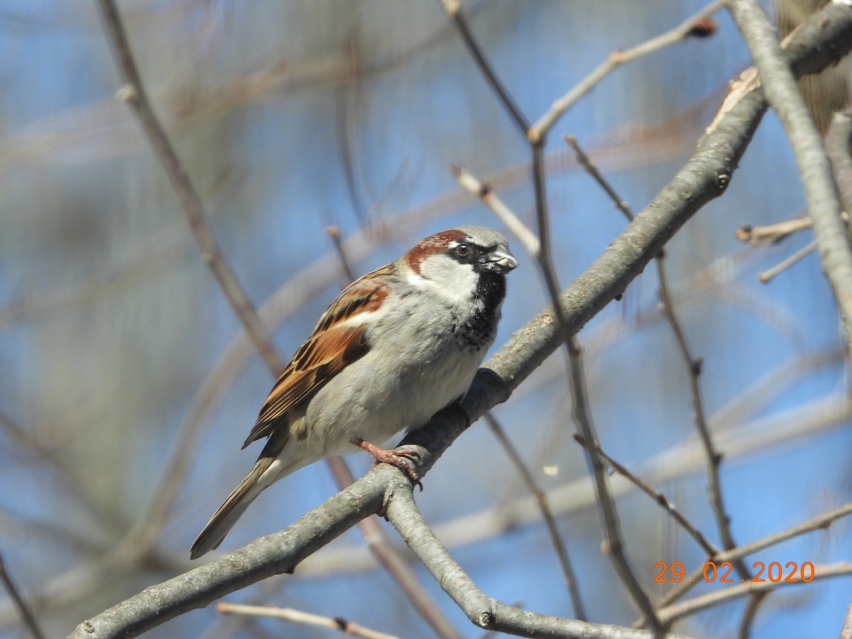 Moineau domestique - ML213258821