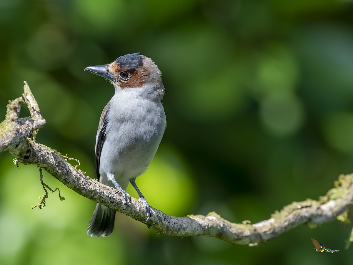 Black-crowned Tityra - ML213258921