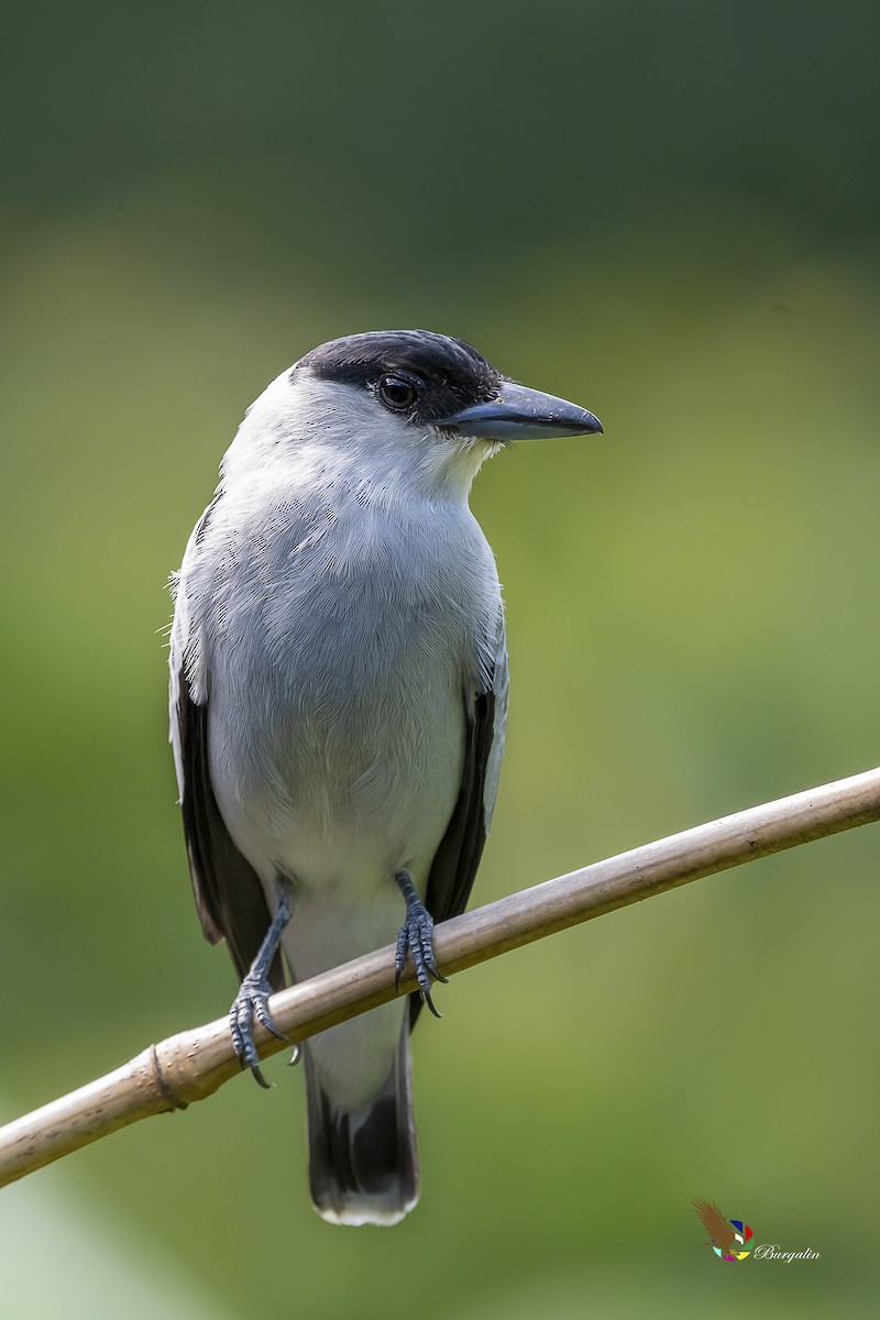 Black-crowned Tityra - ML213259031