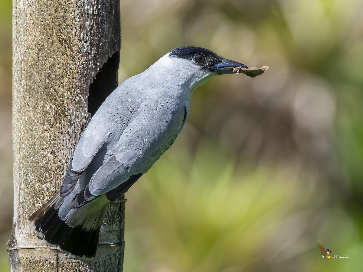 Black-crowned Tityra - fernando Burgalin Sequeria