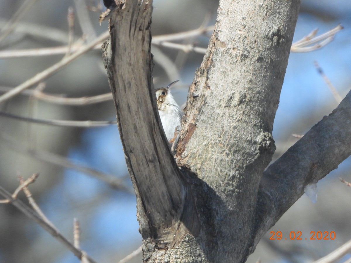 Brown Creeper - ML213259361