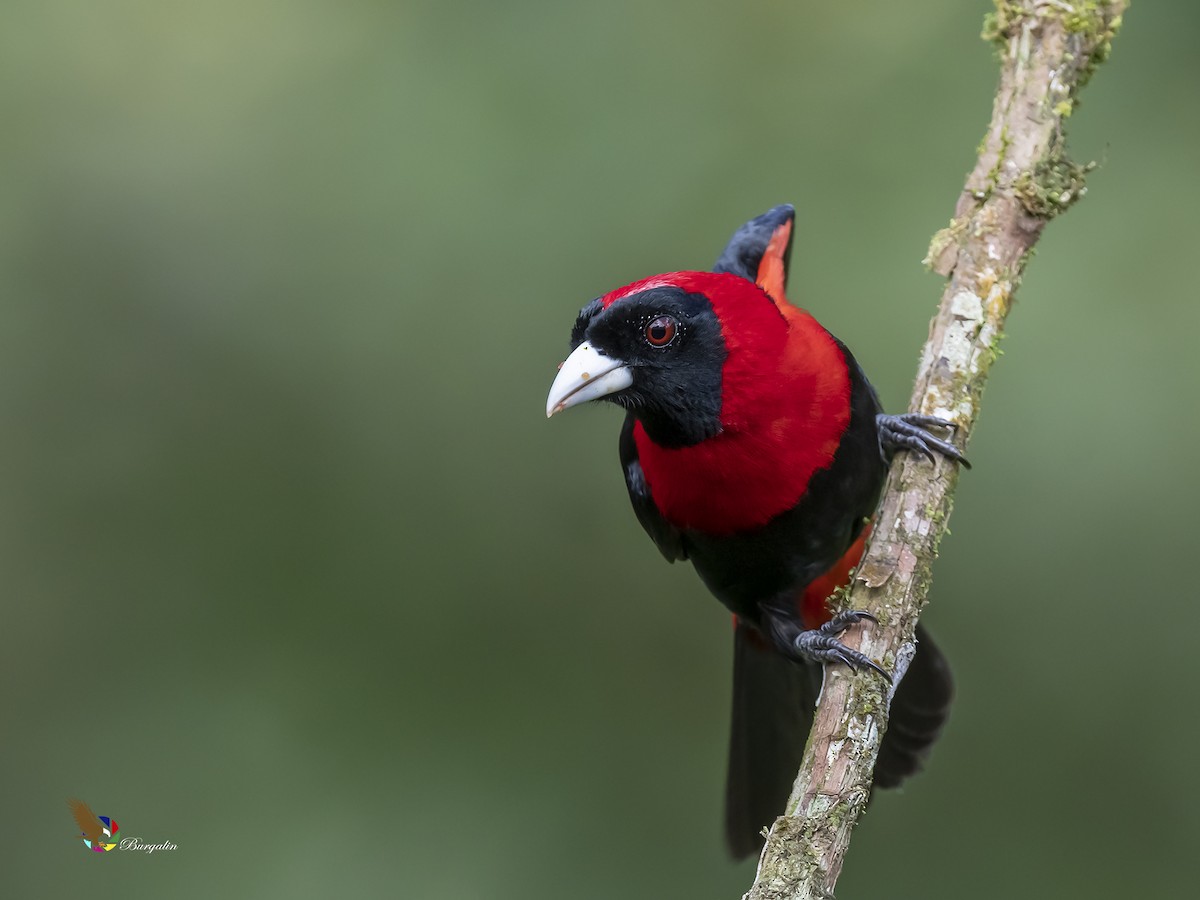 Crimson-collared Tanager - ML213259451