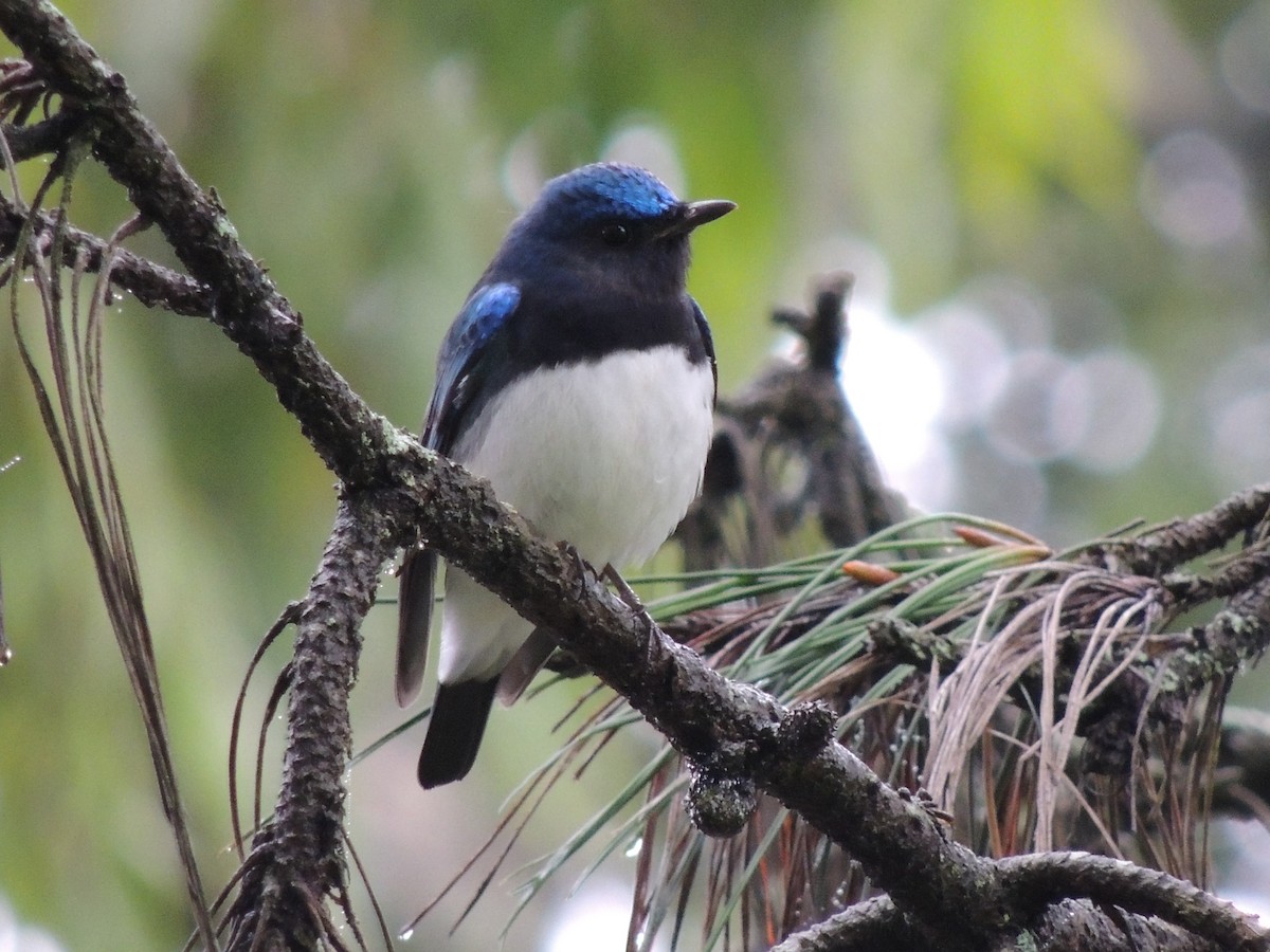 Blue-and-white Flycatcher - ML21326011