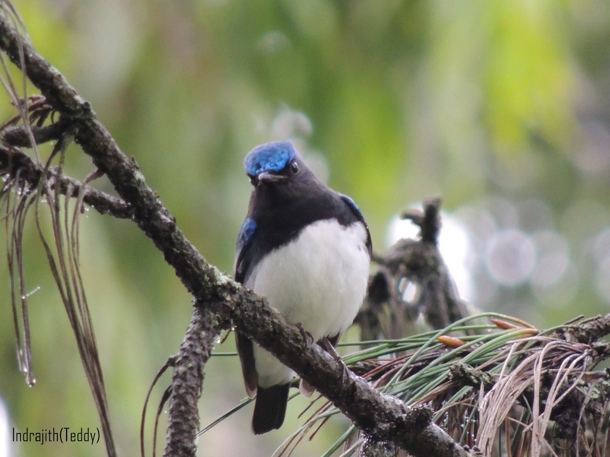Blue-and-white Flycatcher - ML21326021