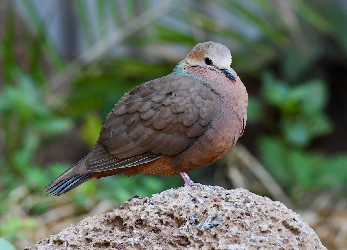 Lemon Dove - Adam Dudley