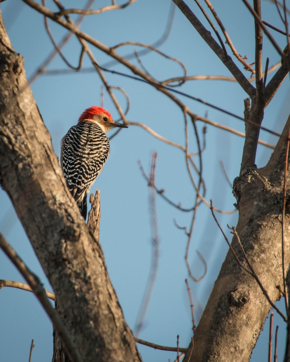 Red-bellied Woodpecker - Logan Parker