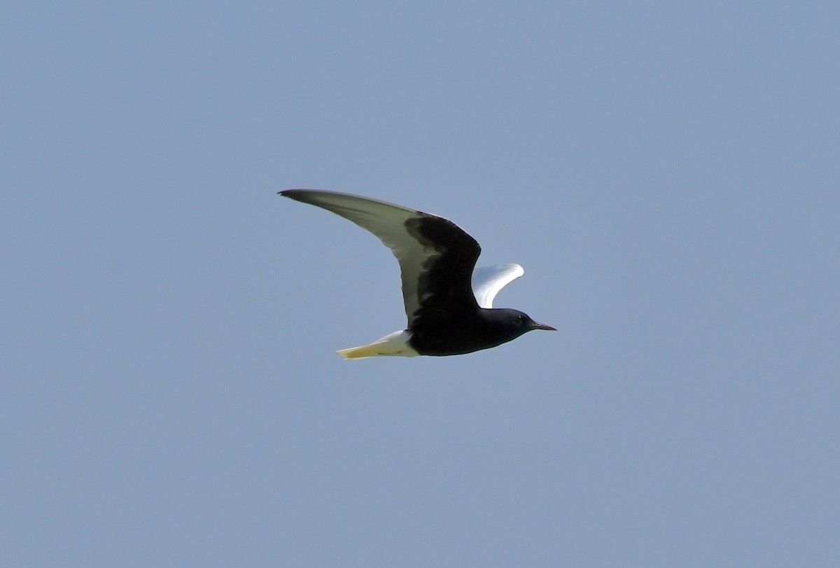 White-winged Tern - ML213262401