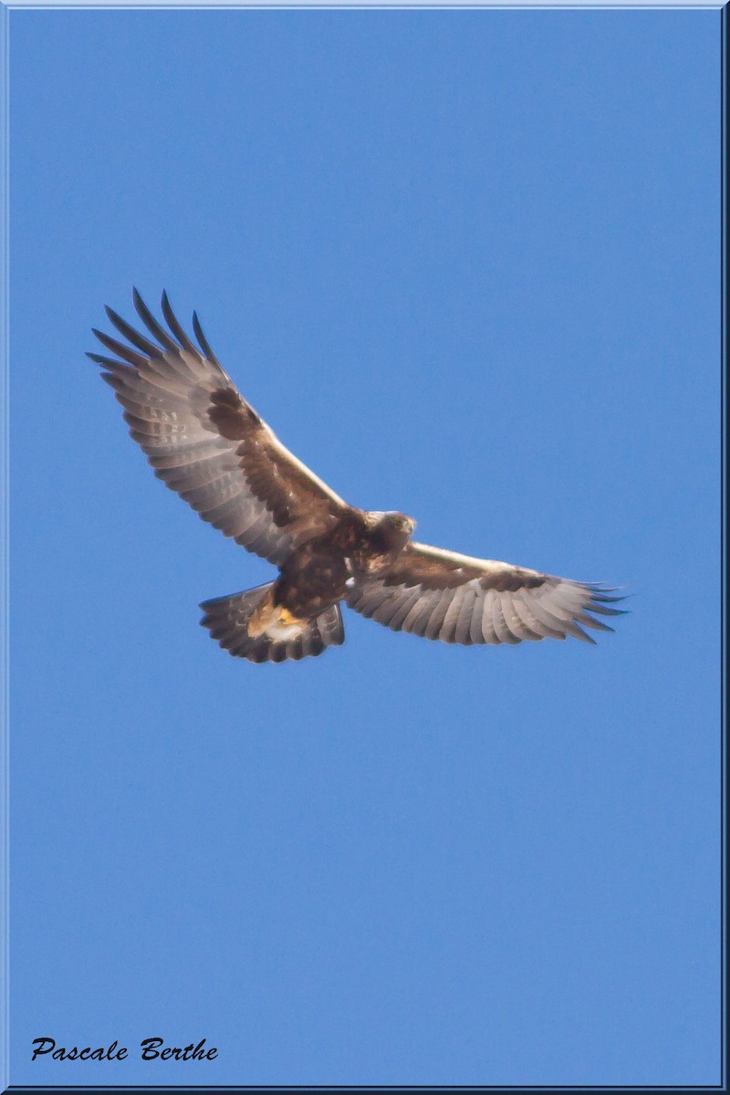 Golden Eagle - Pascale Berthe