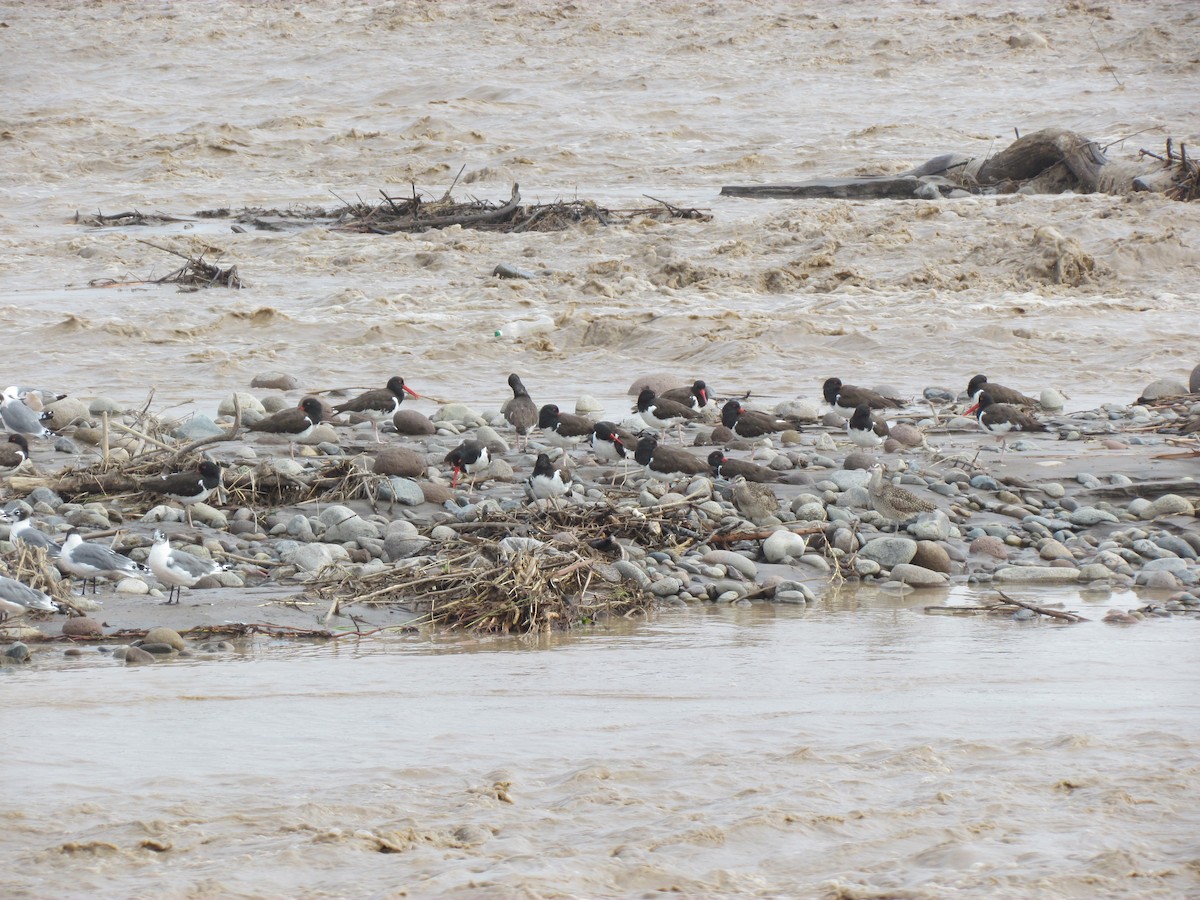 American Oystercatcher - ML213264661